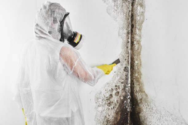 Best Mold Removal and Inspection  in Sulphur Springs, TX