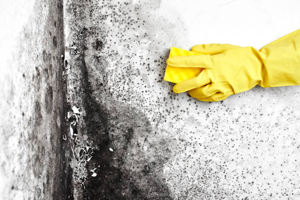 Best Black Mold Removal  in Sulphur Springs, TX