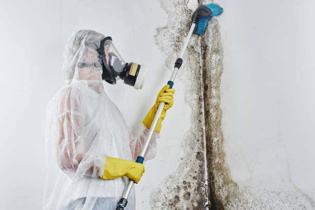 Best Attic Mold Removal  in Sulphur Springs, TX