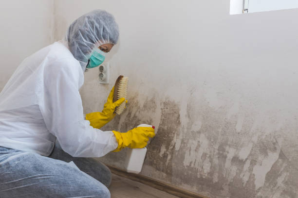 Best Crawl Space Mold Removal  in Sulphur Springs, TX