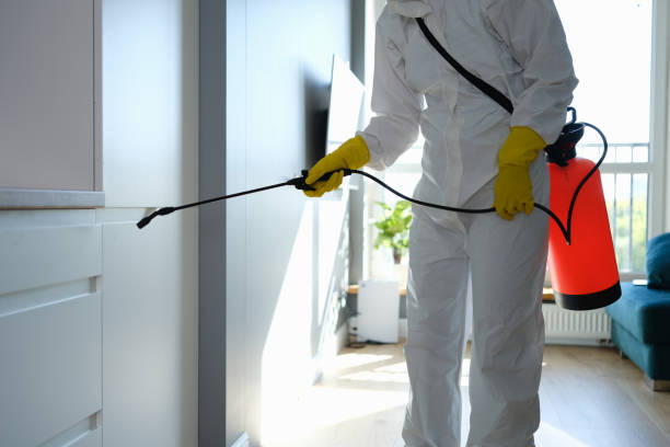 Best Local Mold Removal Service  in Sulphur Springs, TX