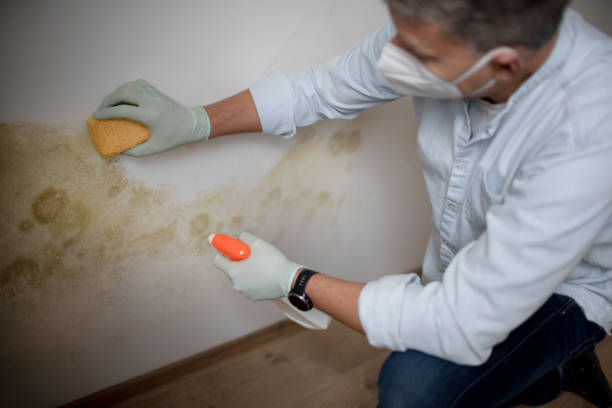 Professional Mold Removal in Sulphur Springs, TX