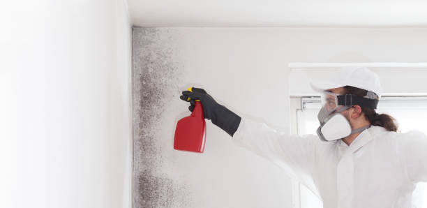 Best Toxic Mold Removal  in Sulphur Springs, TX