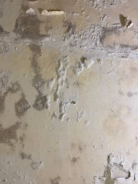 Best Mold Remediation Experts  in Sulphur Springs, TX