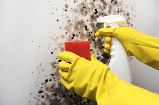 Home Mold Removal in Sulphur Springs, TX