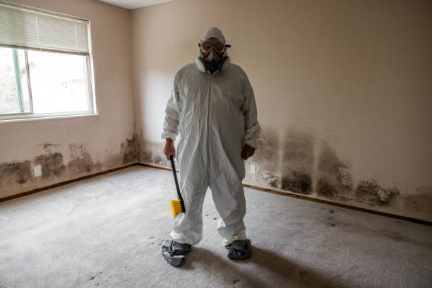 Best Emergency Mold Removal  in Sulphur Springs, TX